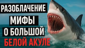 большая белая акула мифы о страшной охотнице