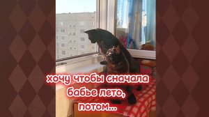 Хочу, чтобы сначала бабье лето, потом... (Кошки с озвучками)