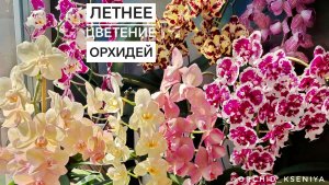 Вот как нужно цвести летом ✅ Орхидеи Tango, Sponge Bob, Legato,Arcadia,Golden Jaguar, Untold Stories