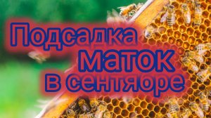 Подсадка маток в сентябре