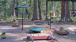 Кормушка на опушке леса- днем птицы, белочки - ночью еноты приходят