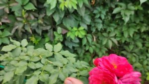 Розы в саду ПроДачу!