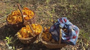 Как мы ходили за грибами в последний летний день. Лисичковые поляны, опята на дереве