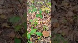 Дневной эфир от 1.09.25 гуляем, идём за грибами