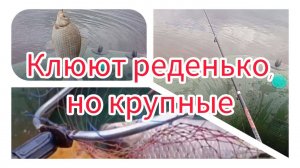 Клюют реденько, но крупные