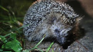 Халтура на грани катастрофы: как лень рабочих убивает людей