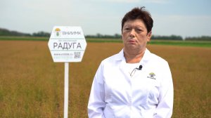 Радуга: Лен масличный