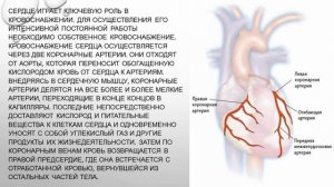 Занятие 1 "Хроническая сердечная недостаточность. Анатомия сердечно-сосудистой системы.