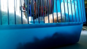 Мне купили хомяка