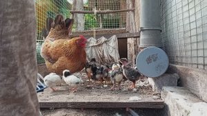 Количество цыплят постепенно растет. Лиса 2 дня не приходит. Осталась всего одна утка. Берегу её .