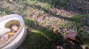 ЧУДЕСНОЕ СУББОТНЕЕ УТРО НАБРАЛ БЕЛЫХ, ПОДБЕРЁЗОВИКОВ А ТАКЖЕ РЫЖИКОВ