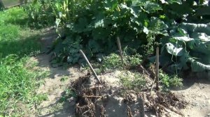 Срочная уборка картофеля 23 августа. Итоги и разбор полетов. Жду ваши диагнозы в комментах!