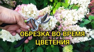 Обрезка гортензии метельчатой во время ЦВЕТЕНИЯ: зачем это нужно?