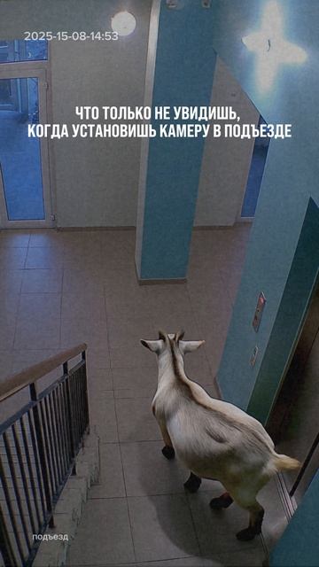 Иногда в подъезде может появиться совсем неожиданный “сосед” смотреть онлайн