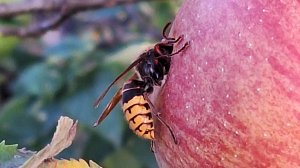 31-09-2025 Собрала яблоки,часть корове отдам,и сделаю повидло,и компот,уж очень ароматные они