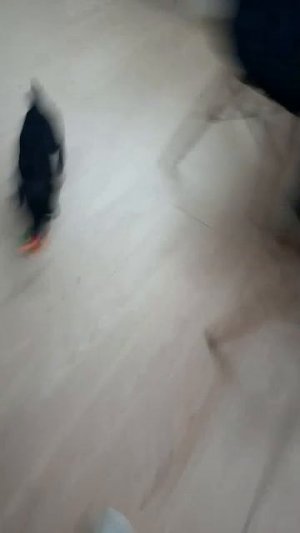 играем с собакой 2 часть
