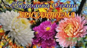 ДОБРОЕ УТРО! СЕГОДНЯ ДЕНЬ ХРИЗАНТЕМ!