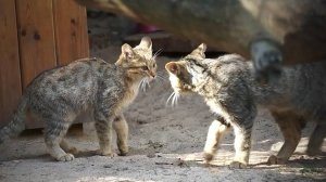 После серьезного поединка лесных котят им всем принесли взрослый ужин.