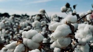 Сезон сбора хлопки стартовал в Таджикистане