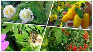 Все трудятся💪 урожай-краски осени🍅🍆🌶️🥕