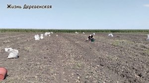 Урожайная картошка 🥔 2025.Как мы картофель копаем.