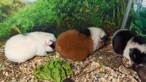 Мои девчонки Веснушка, Евгеника, Клеопатра, Лагерта 01.09.25 #американский_тедди