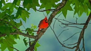 13893511_3840_2160_30fps