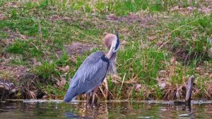 13894089_1920_1080_60fps