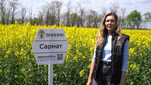 Озимый рапс Сармат – отличный результат в условиях переувлажнения и подкисления почв