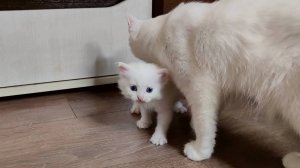 Белоснежный котёнок и его мама-кошка. Первые шаги маленького котёнка.
