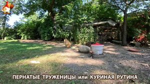 Куры несушки свободного выгула и их обычная куриная рутина – эпизод (664)