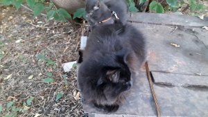 Полюбили крышку погреба.