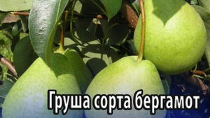 Груша сорта бергамот особенности посадки и выращивания
