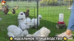 Идеальное птицеводство достойно восхищения 🐓🦆🦢🦚🦃🐔 эпизод (328)