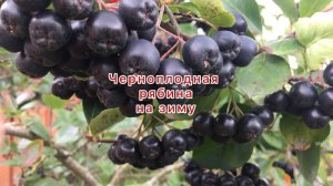 Заготовка черноплодной рябины на зиму быстро вкусно полезно