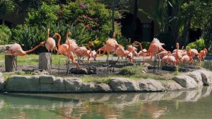 14154147_1920_1080_24fps