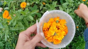 Сбор цветочков календулы.