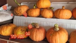 Сентябрь - начало осени 🍂🍂🍂, часть 1.