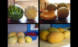 Образцовы - этим всё сказано ч.1