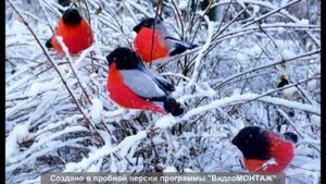 Растворится твоя печаль