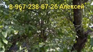 летняя обрезка яблони в августе