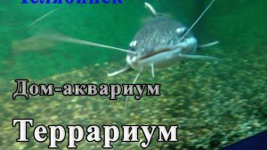 Дом-Аквариум. Террариум
