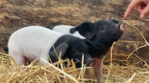 13877486_3838_2160_30fps