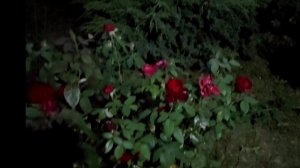 Случайно дома застали...Днём жара☀ работаем ночью🌓 ✨