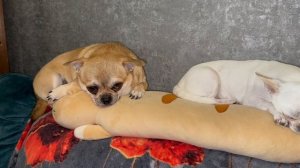 Всем спокойной ночи и самых добрых снов.