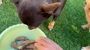 Лакомство которое всегда радует хвостиков.