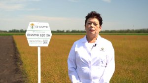 ВНИИМК 620 ФН: Лен масличный