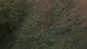 vatravel.ru Озеро Ильмень у д.Коростынь (Новгородская область)