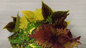 Два утиных утра☀️ Курятник к зиме готов🐔 Гнёзда для индоутей🦆И наши котики🐈⬛