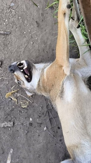 И снова Тайсон)))